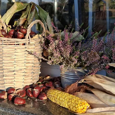 Blue House Kek Haz Ueduelo